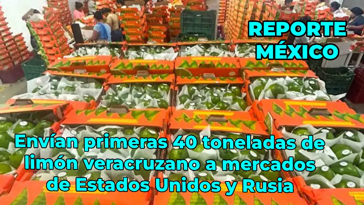 Envían primeras 40 toneladas de limón veracruzano a mercados de Estados Unidos y Rusia